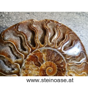 Ammonite Nr.4 - rechts